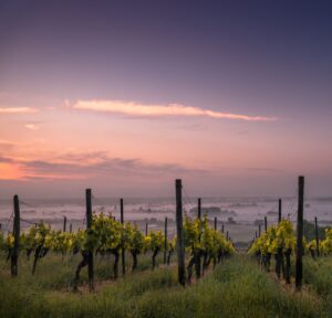 Líneas de viñas