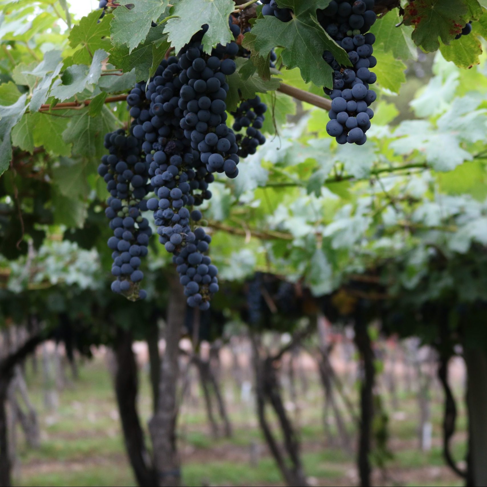 Argentine vineyard